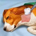ģٷ