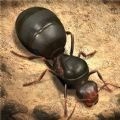 蚂蚁进化崛起游戏官方版